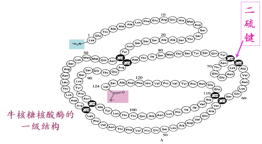 一,蛋白质一级结构是高级结构与功能的基础 (一)一级结构是空间构象的