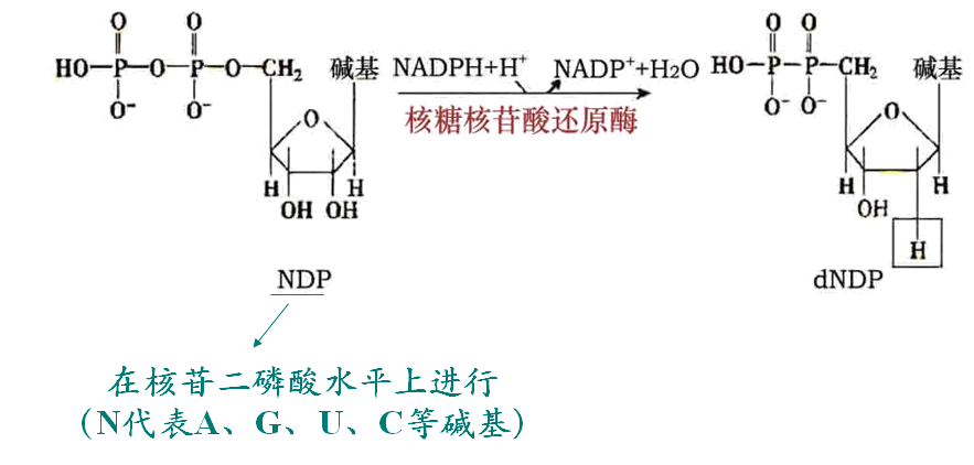 kinase) (三)嘌呤核苷酸的相互转变 (四)脱氧核糖核苷酸的生成 嘌呤