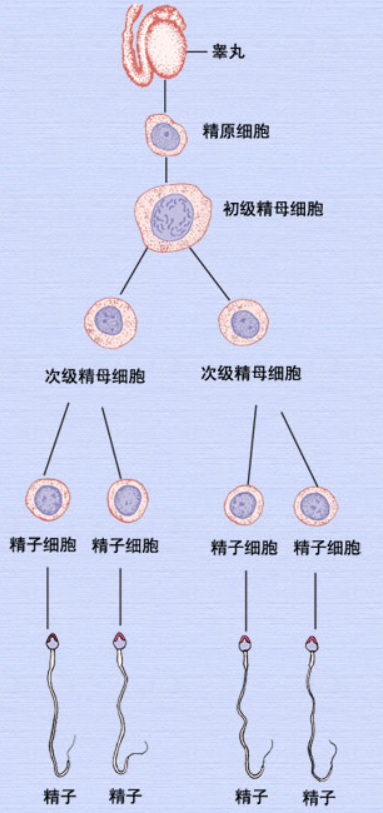 精子的发生.png