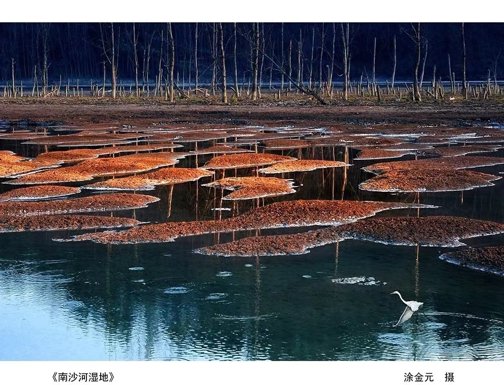 城固《南沙河湿地》涂金元 摄.jpg?v=1746428377305