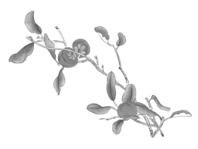 pagenumber_ebook=155,pagenumber_book=155