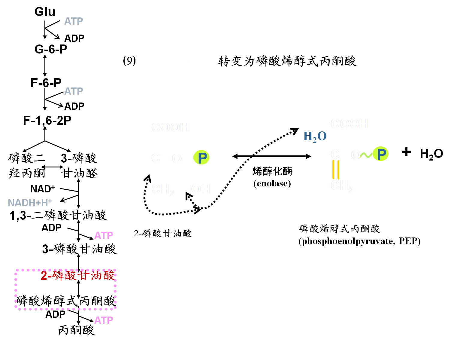 磷酸果糖激酶是一种变构酶,是糖酵解三个限速酶中催化效率最低的酶