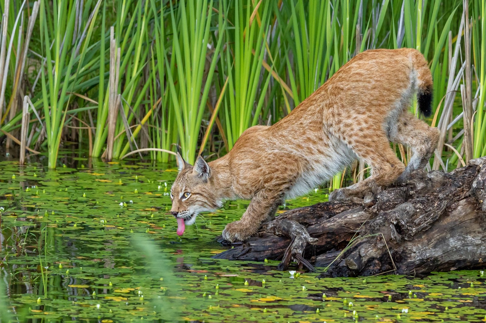 007dll2Jly4h6owdg4cyfj318g0tm4ae