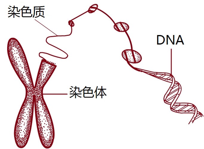 染色体.jpg