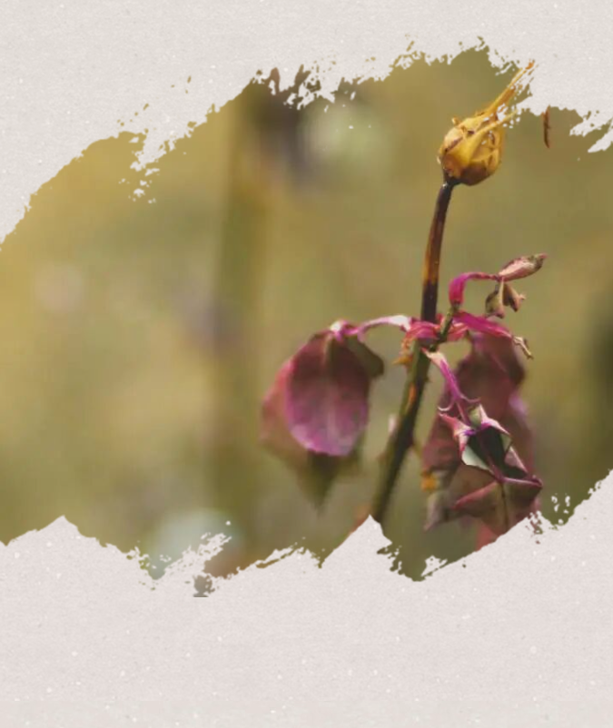 image.png?v=1766232863900