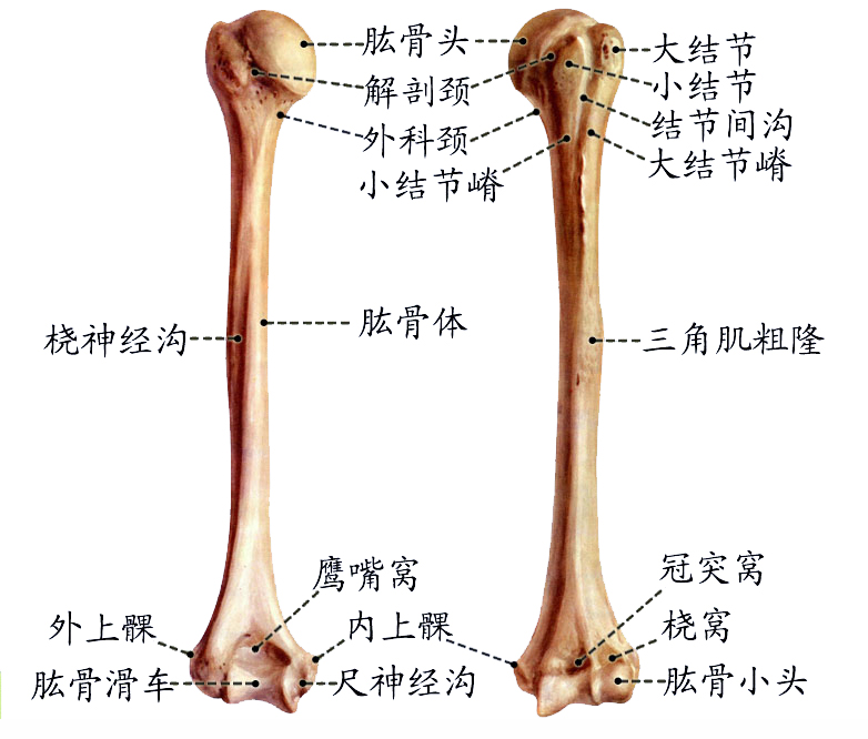 肱骨.jpg