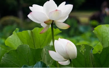 image image.png?v=1770180481224