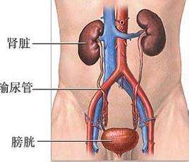 肾、输尿管.jpg