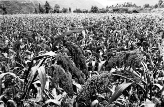 pagenumber_ebook=26,pagenumber_book=14