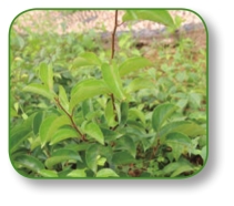 pagenumber_ebook=96,pagenumber_book=83