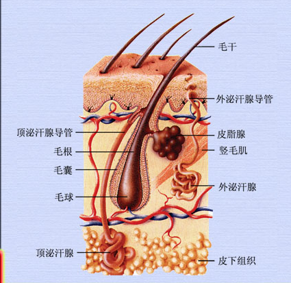 毛皮脂腺、汗腺.png