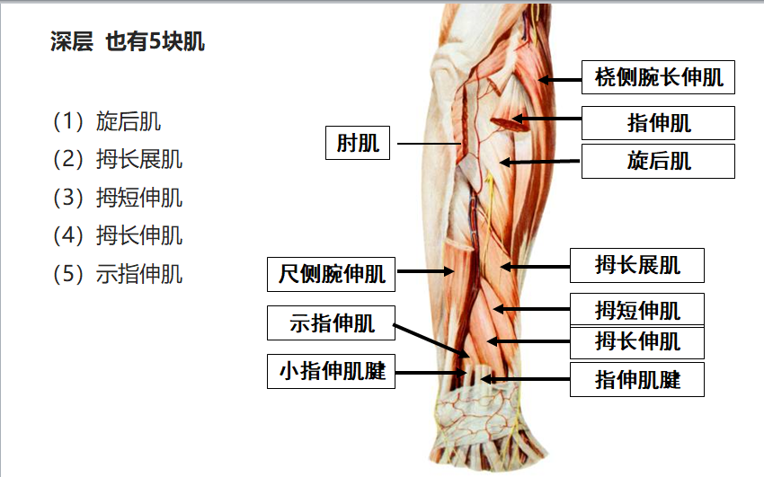 8.19 前臂肌后群3.png