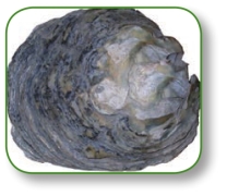 pagenumber_ebook=235,pagenumber_book=222