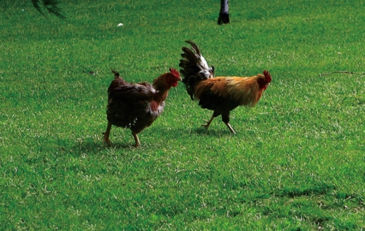 pagenumber_ebook=121,pagenumber_book=109