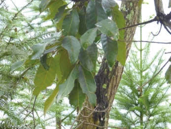 pagenumber_ebook=211,pagenumber_book=195