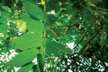 pagenumber_ebook=63,pagenumber_book=55