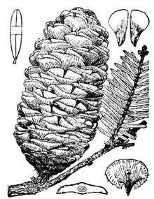 图5 油杉 Keteleeria fortune