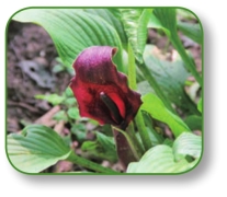 pagenumber_ebook=200,pagenumber_book=187