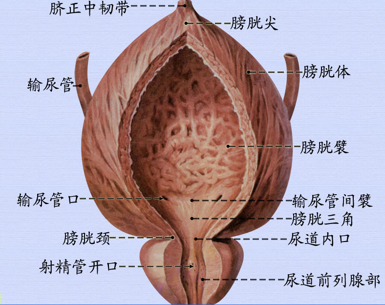 膀胱1.png
