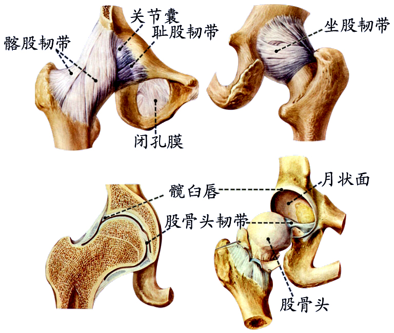 髋关节.jpg