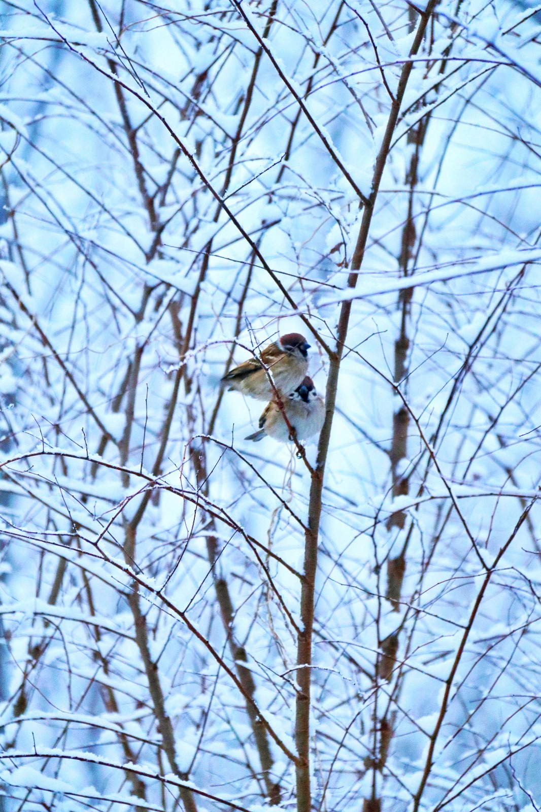 双宿双飞 王殿泽