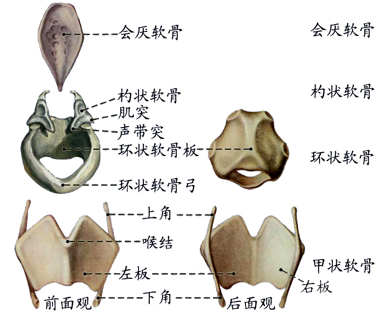 喉软骨1.JPG