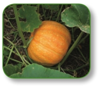 pagenumber_ebook=157,pagenumber_book=144