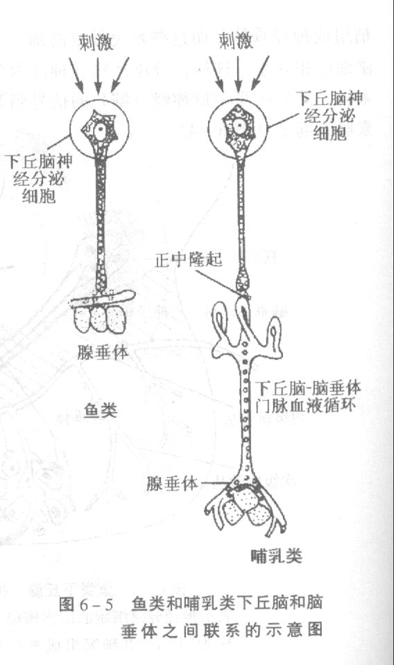 鱼类与哺乳类腺垂体与下丘脑联系示意图.jpg