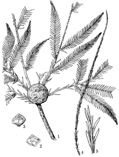 图42 落羽杉和池杉