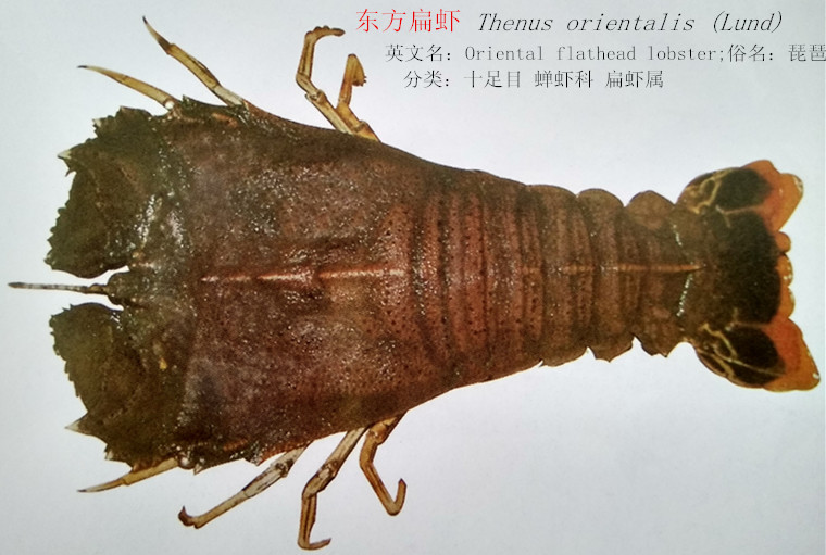 东方扁虾.jpg