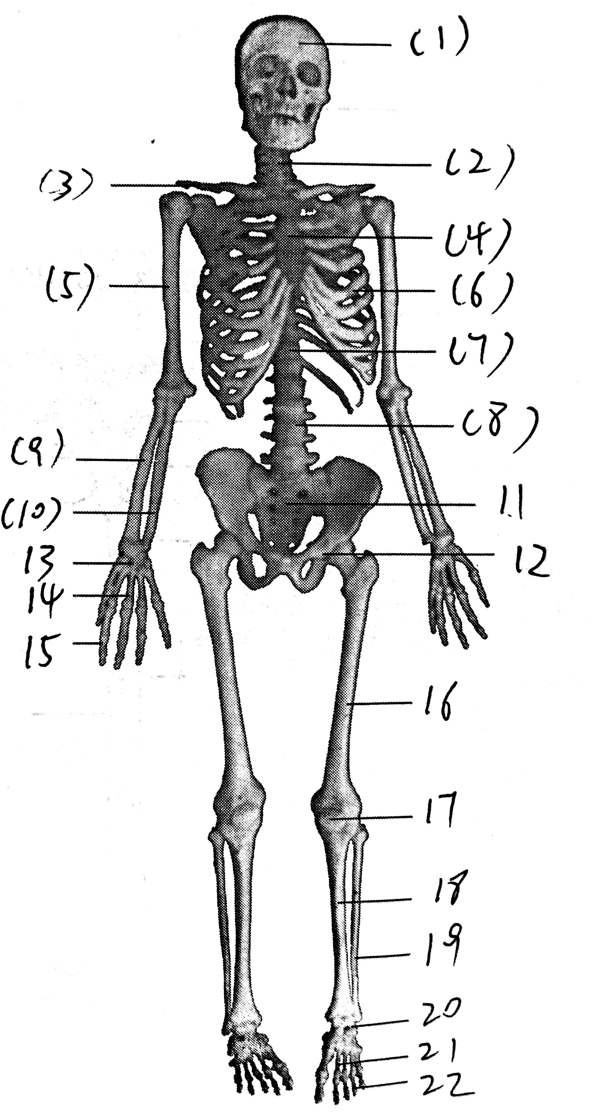 五,实验结果 写出下图中引线所指各骨及其骨性标志的