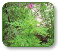 pagenumber_ebook=78,pagenumber_book=65