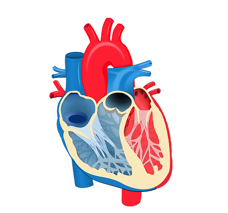 心脏半面2.png