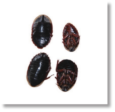 pagenumber_ebook=188,pagenumber_book=175