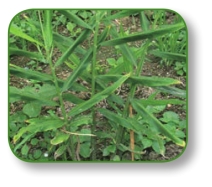 pagenumber_ebook=17,pagenumber_book=4