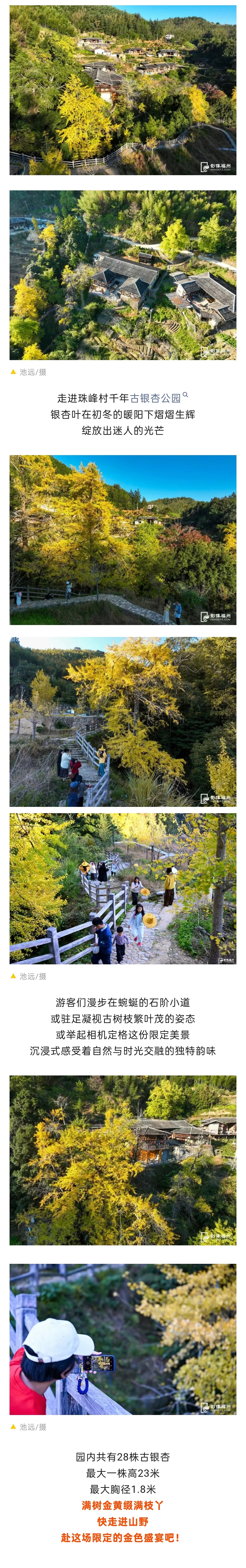 20251125【资讯】福州现存数量最多！古银杏迎来最佳观赏期3jpg