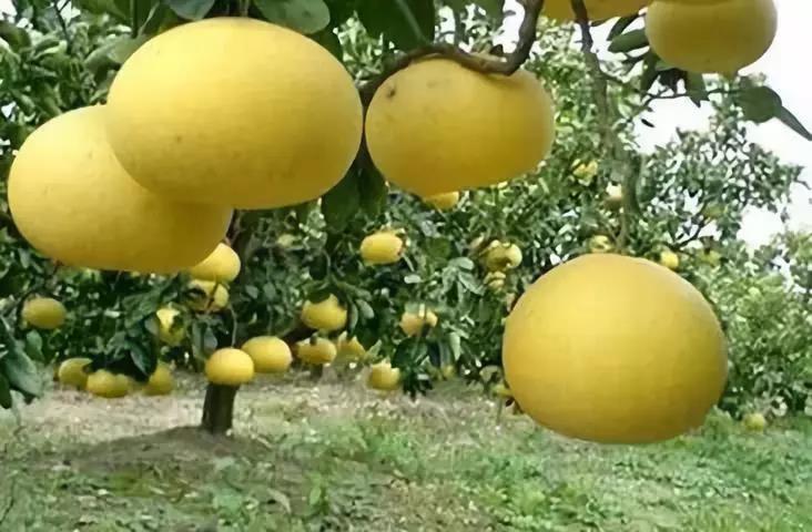 微信图片_20200712020540 微信图片_20200712020540.jpg