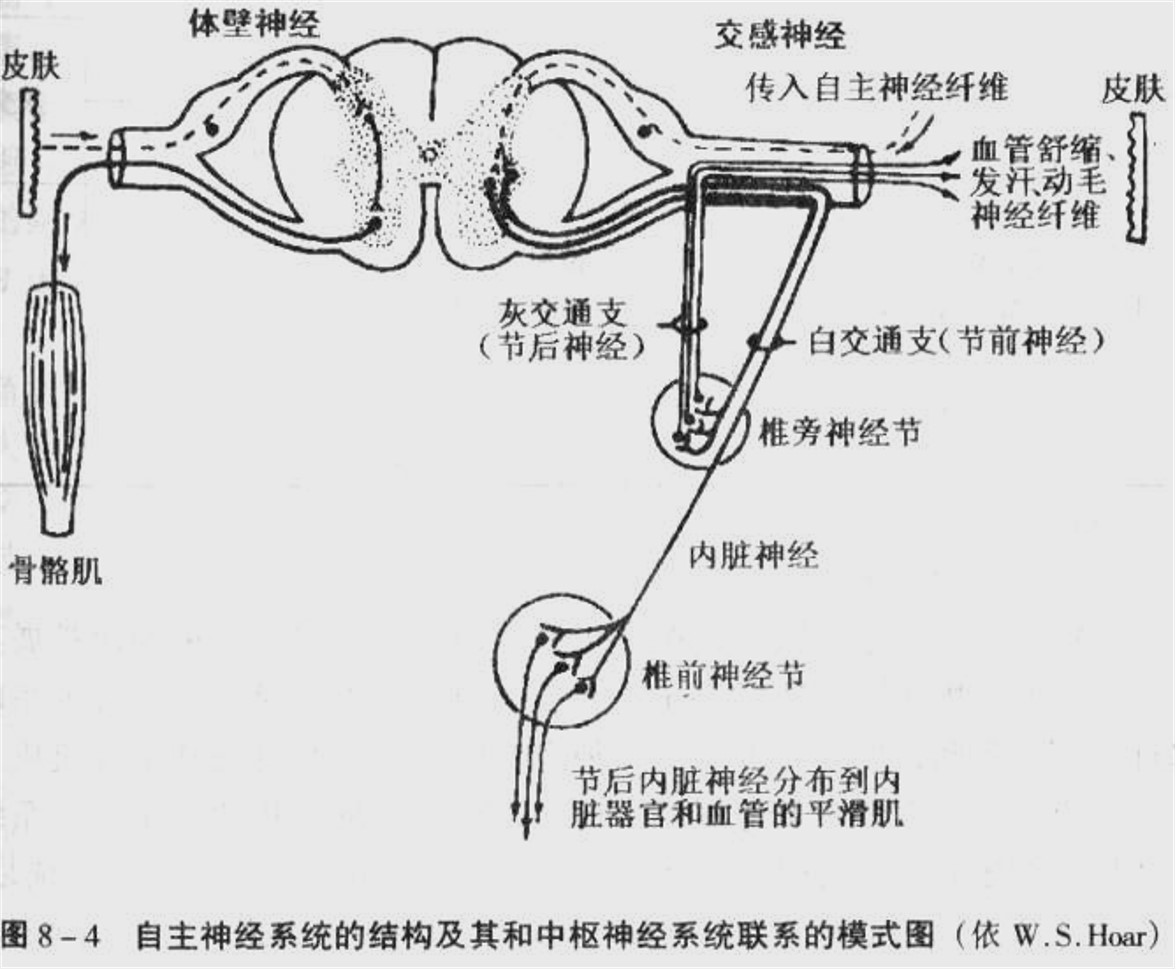自主神经系统的结构.jpg