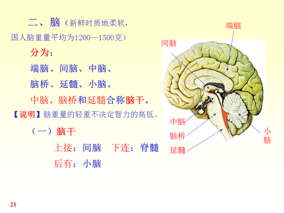 15、16 N系概述、脊髓与脑干_21.png