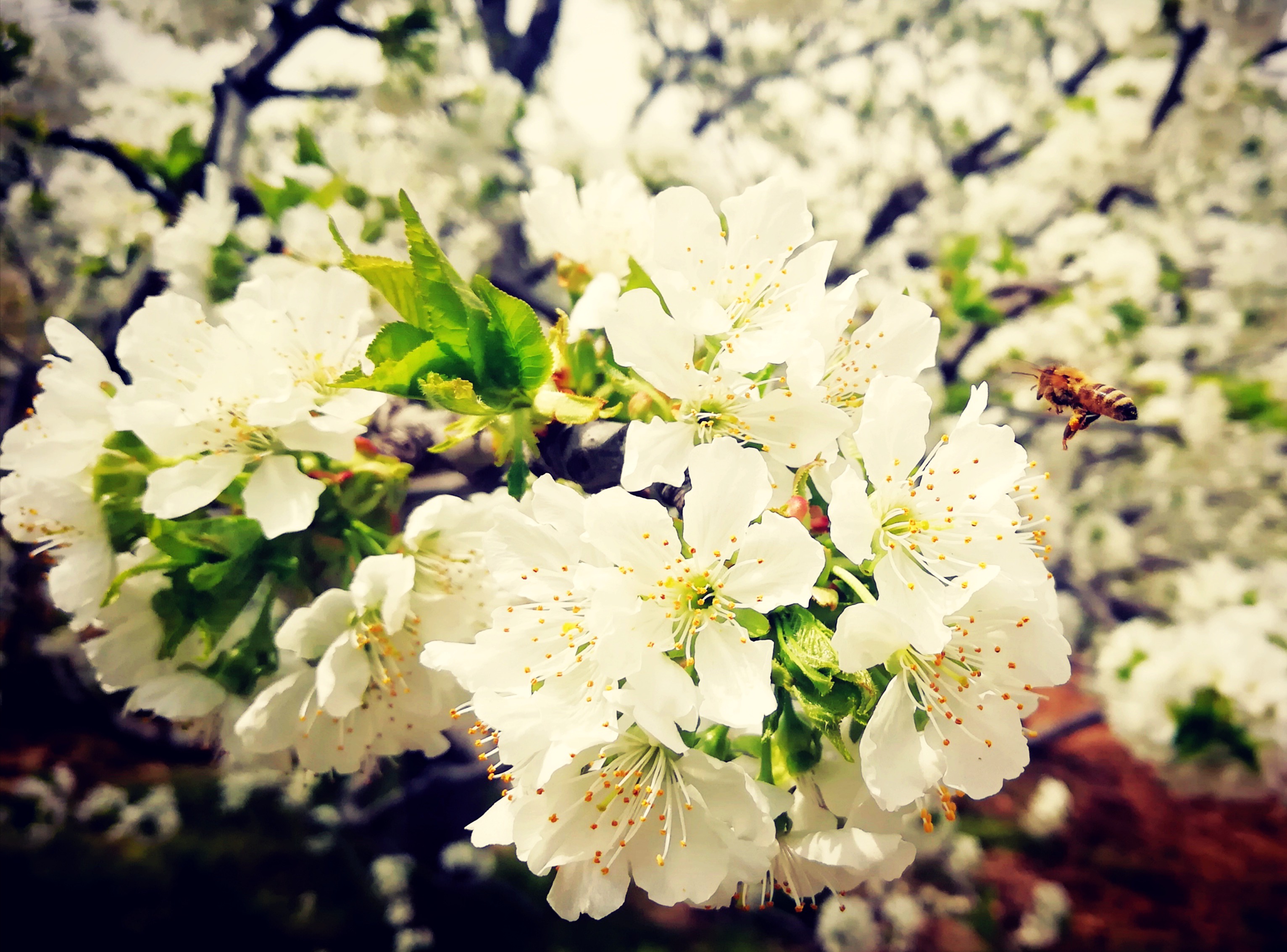 樱花花开迎丰年.jpg