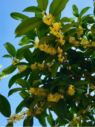 image image.png?v=1770191108221