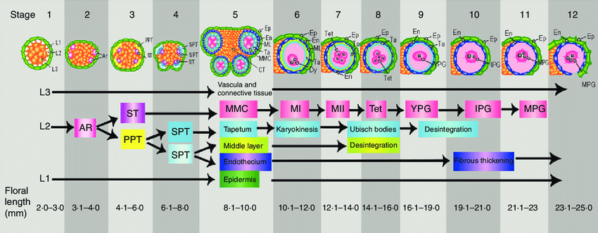 Opuntia-stenopetala-anther-development-is-divided-into-12-stages-The-floral-length-range.png
