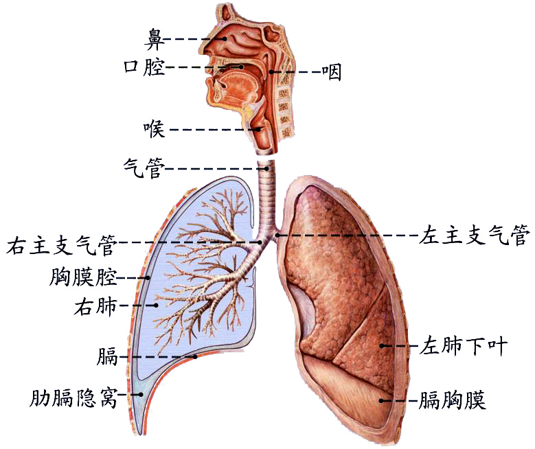 呼吸概观.JPG