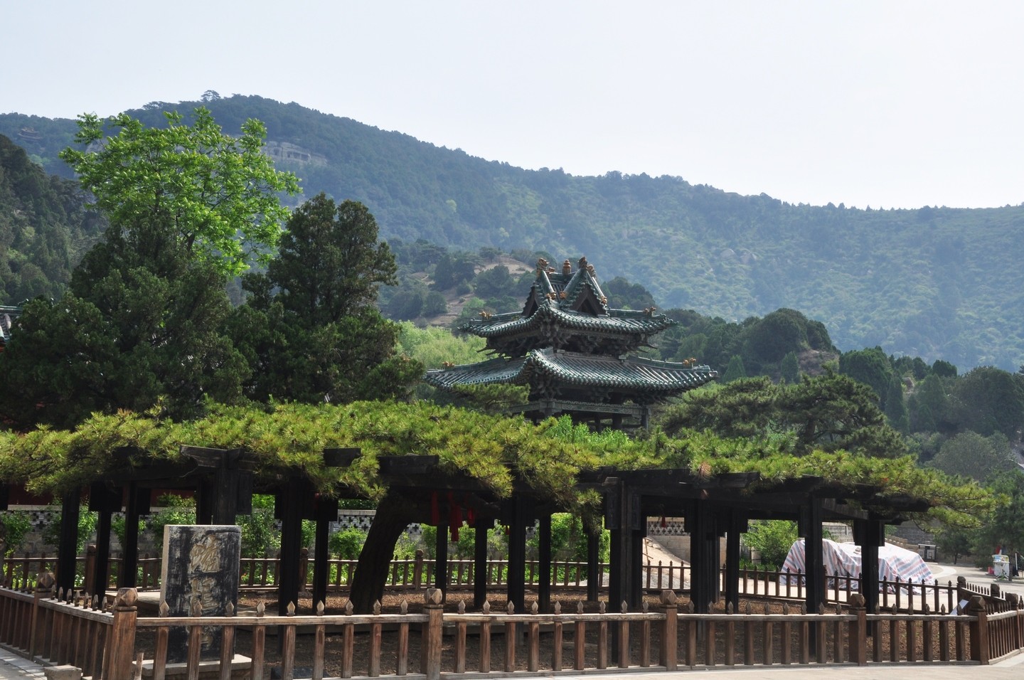 图版7、蟠龙松DSC_2084