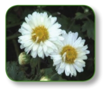 pagenumber_ebook=31,pagenumber_book=18