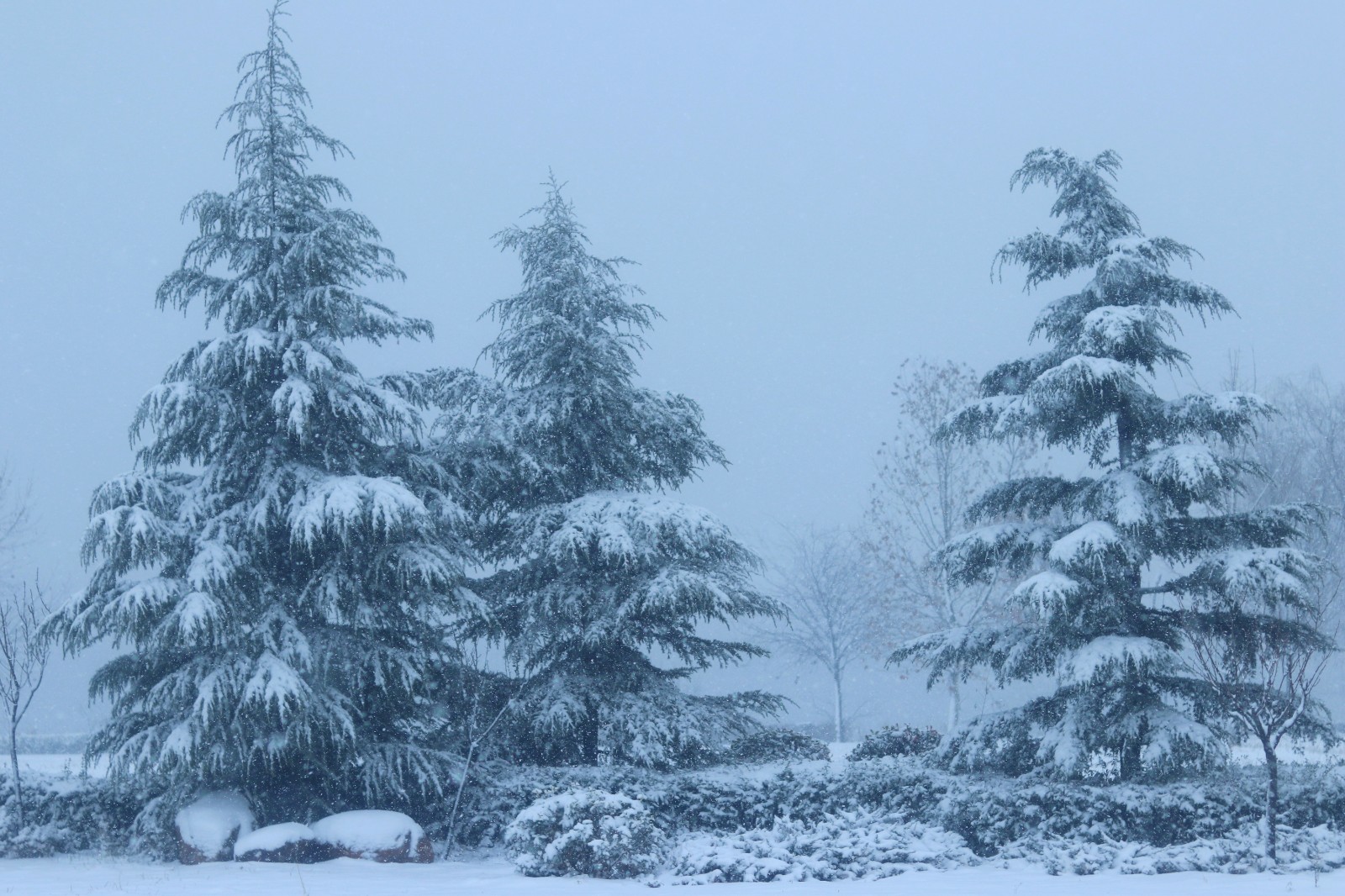 西湖初雪 王殿泽 13938303619
