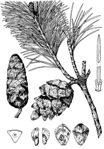 图28 华南五针松