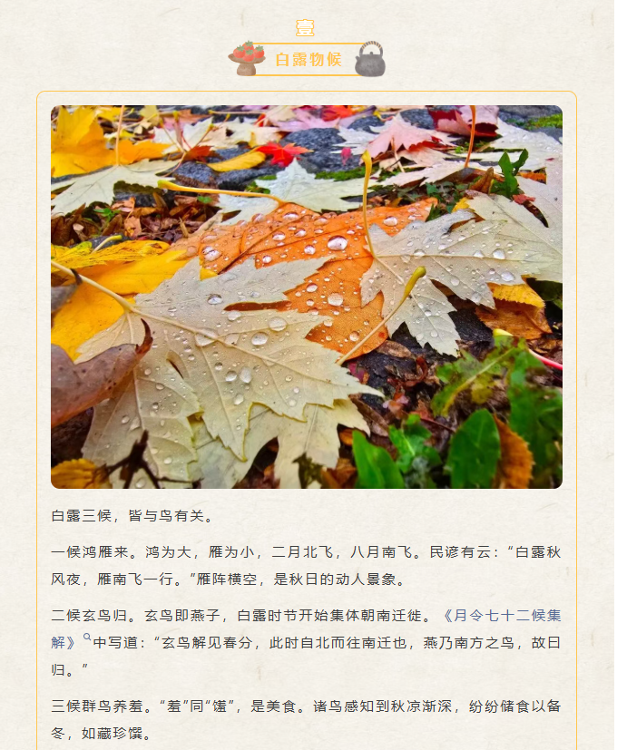 image.png?v=1788858041626
