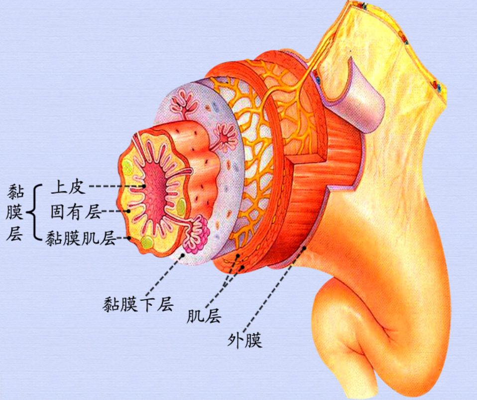 消化管壁.png