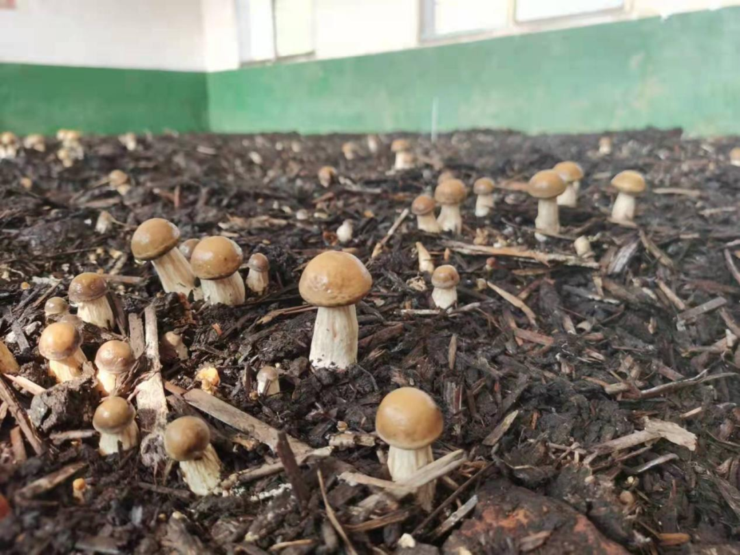 11 11.png?v=1765880584928